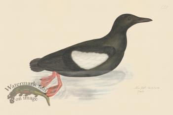 Rudbeck CFA 221 Black Guillemot